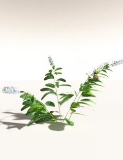 EVERYPlant Native Ginger for Daz