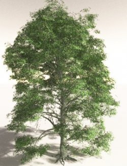 EVERYPlant Idiot Fruit Tree for Daz
