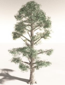 EVERYPlant Kauri Pine for Daz
