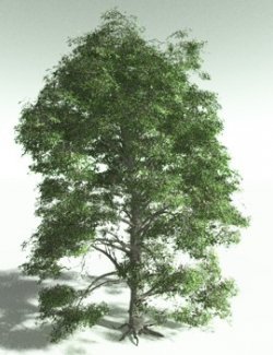 EVERYPlant Idiot Fruit Tree for Poser