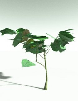 EVERYPlant Stinging Bush for Poser