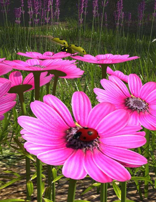 Click here to see preview images for "My Ladybird" My Ladybird