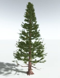EVERYPlant Walchia Piniformis for Vue