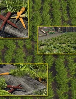 Veg Patch- Carrots