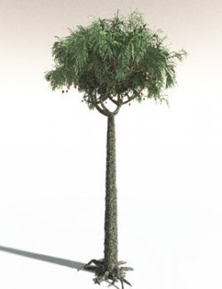 EVERYPlant Lepidodendron Obovatum for Daz