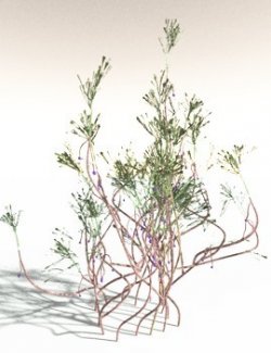 EVERYPlant Baiera Gracilis for Daz