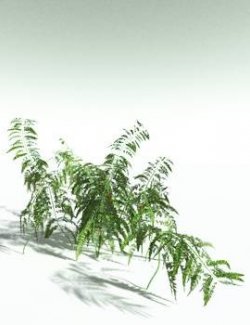 EVERYPlant Cladophlebis Roylei for Poser