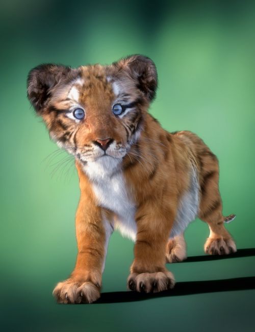 Click here to see preview images for "Felidae by AM - Rajah the Tiger Cub" Felidae by AM - Rajah the Tiger Cub