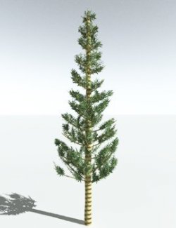 EVERYPlant Arthropitys Bistrata for Vue