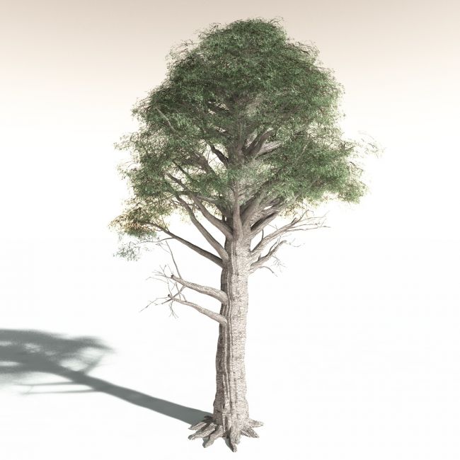 Click here to see preview images for "EVERYPlant Kauri for Daz" EVERYPlant Kauri for Daz