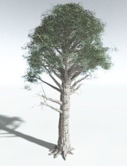 EVERYPlant Kauri for Vue
