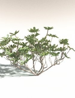 EVERYPlant Tree Heliotrope for Daz