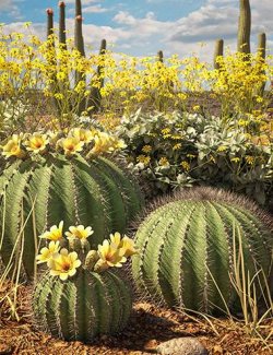 Predatron Barrel Cactus and Brittlebush Plants