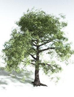 EVERYPlant Bigleaf Maple for Vue