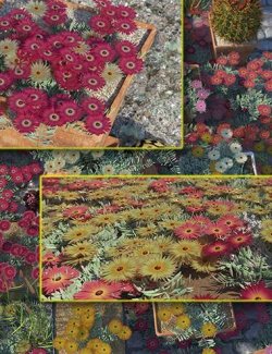 Livingstone Daisy- Garden Flowers Expansion