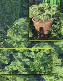 Spotty Dotty Foliage Plants