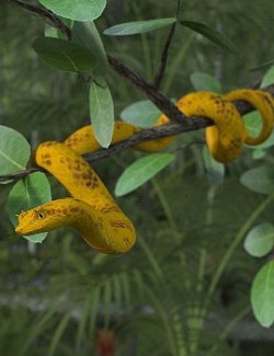 Nature's Wonders Snakes of the World Vol. 2