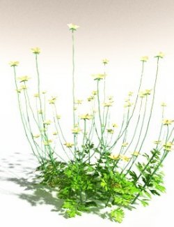 EVERYPlant Western Buttercup for Daz