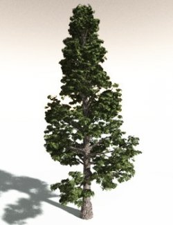 EVERYPlant Sitka Spruce for Daz