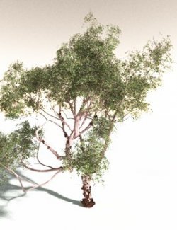 EVERYPlant Pacific Madrone for Daz