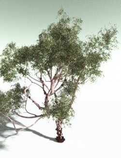 EVERYPlant Pacific Madrone for Poser