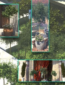 Garden Plants - Formal Trees