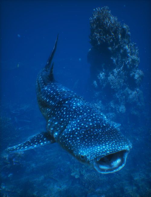 Click here to see preview images for "Whale Shark by AM" Whale Shark by AM