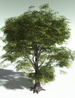 EVERYPlant European Ash for Poser