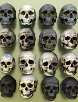 Human Skulls