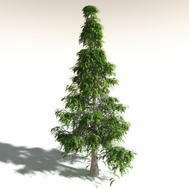 Click here to see preview images for "EVERYPlant Archaeopteris Macilenta for Daz" EVERYPlant Archaeopteris Macilenta for Daz
