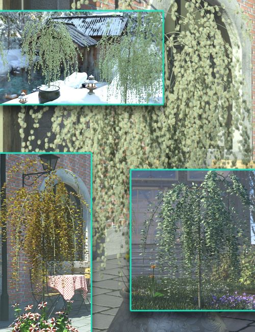 Click here to see preview images for "Kilmarnock Willow - Dwarf Weeping Willow Trees" Kilmarnock Willow - Dwarf Weeping Willow Trees
