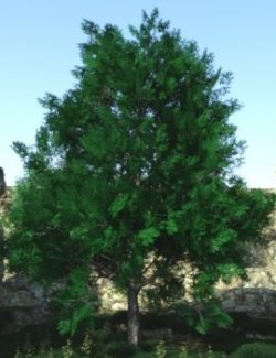 DazTree