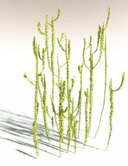 EVERYPlant Leclercqia Uncinata for Daz