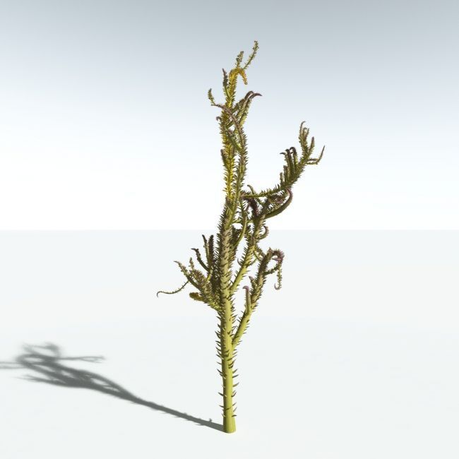 Click here to see preview images for "EVERYPlant Drepanophycus Spinaeformis for Daz" EVERYPlant Drepanophycus Spinaeformis for Daz