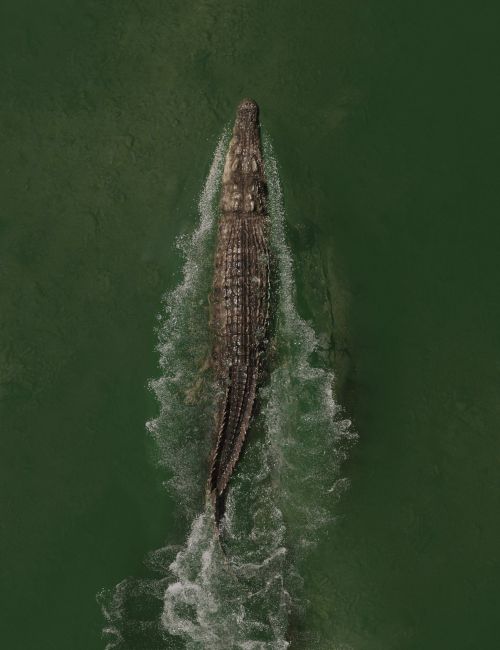 Click here to see preview images for "Saltwater Crocodile by AM" Saltwater Crocodile by AM