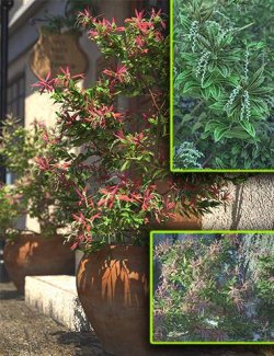 Peiris Bushes