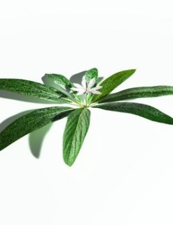 EVERYPlant Northern Starflower for Poser