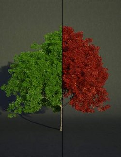 FN Seasonal Maple Tree Collection