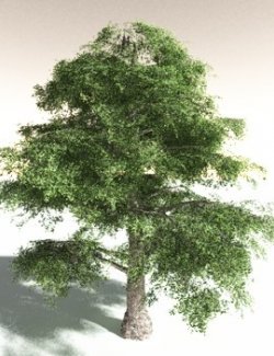 EVERYPlant Malabar Plum for Daz