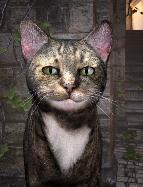 Click here to see preview images for "T3d Meow Xpress 2 for Daz House Cat" T3d Meow Xpress 2 for Daz House Cat
