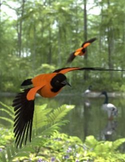 Songbird ReMix Orioles of the Old World