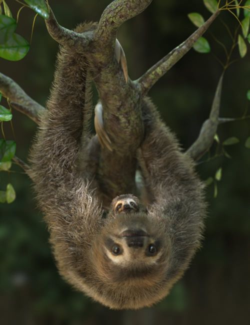 Click here to see preview images for "Sloth by AM" Sloth by AM