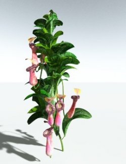 EVERYPlant Splendid Pitcher Plant for Vue