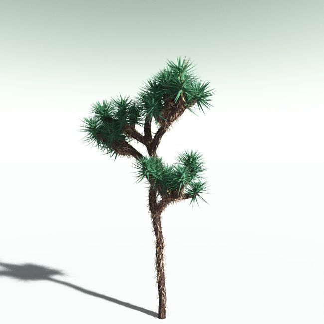 Click here to see preview images for "EVERYPlant Joshua Tree for Poser" EVERYPlant Joshua Tree for Poser