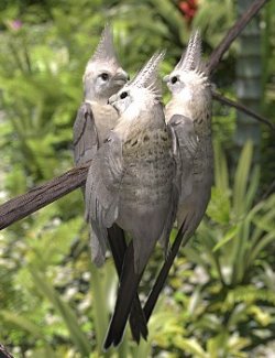 Songbird ReMix Tinkerbirds & Mousebirds
